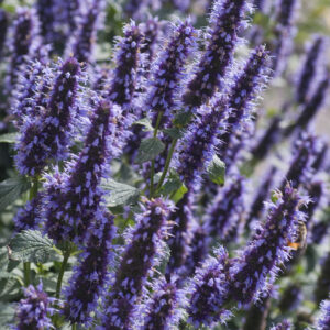 Agastache Black Adder